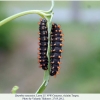zerynthia caucasica larva5g